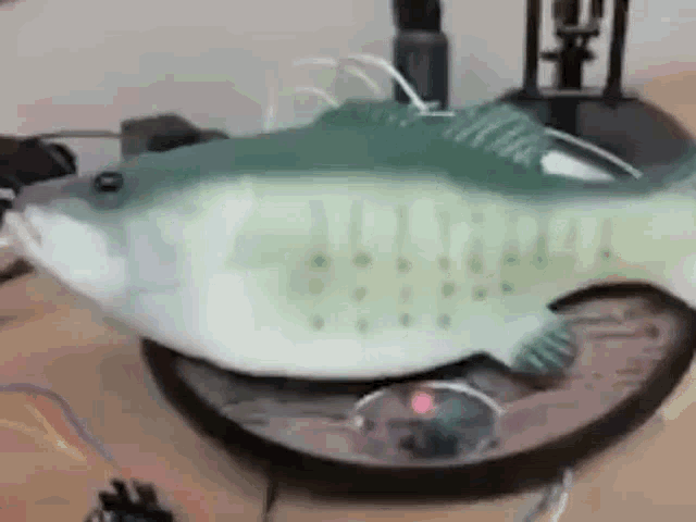 Talking fish